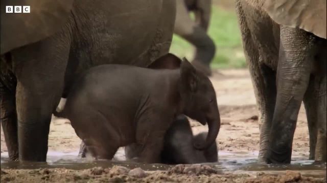 حفاظت از زندگی فیل ها | دنیای طبیعی فیل های جنگلی
