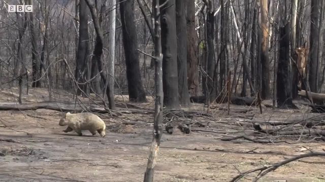 نجات کوالاها از آتش سوزی جنگل با پهپاد!