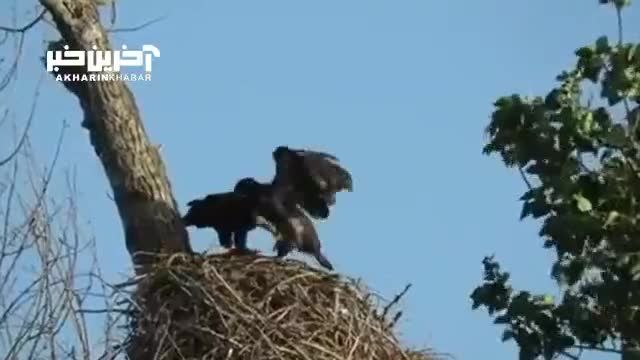 لحظه غذا دادن عقاب سر سفید به فرزندش