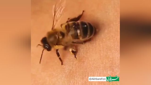 کلیپ نیش زدن زنبور | نحوه عملکرد و ساختار نیش زنبور عسل