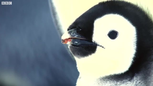 اولین قدم های پنگوئن بچه را با کیفیت 4K UHD در این ویدیو ببینید!