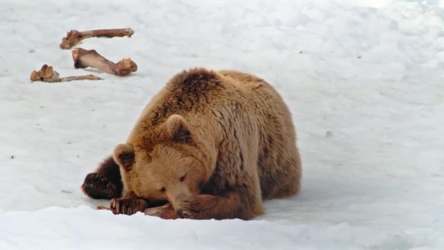 زندگی زمستانی باورنکردنی حیوانات قطبی وحشی | حیات وحش پارک قطبی در نروژ