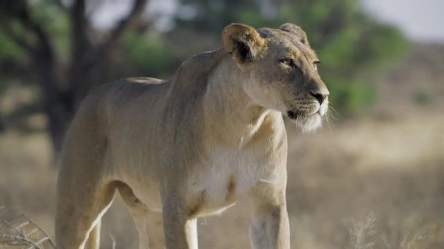 نمایشگاه حیات وحش و طبیعت آفریقا | این ویدیو را حتما ببینید!