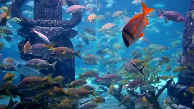ماهی های آکواریومی | موسیقی آرامش بخش برای خواب، مطالعه و مدیتیشن