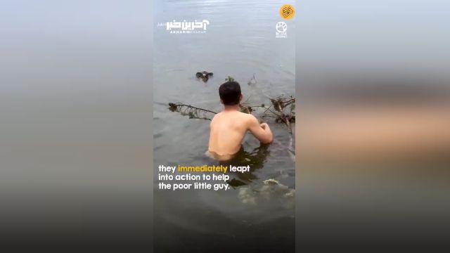 نجات یک کوالا از غرق شدن در رودخانه