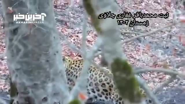 زیبایی پلنگ ایرانی در جنگل‌های هیرکانی مازندران: تصاویری شگفت‌انگیز