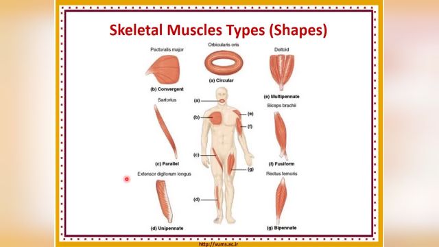 بافت عضلانی (Muscular tissue) | آموزش جامع و کامل بافت شناسی عمومی | جلسه دوازدهم (1)
