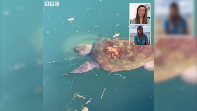لاک پشت های دریایی کفالونیا را باید ببینید!
