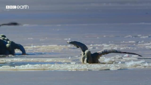 جوجه های فلامینگو در دریاچه یخ زده به دام افتاده اند!