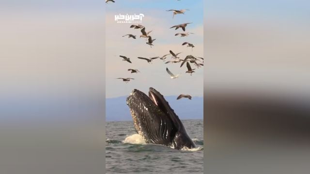 نمایی زیبا از یک نهنگ گوژپشت