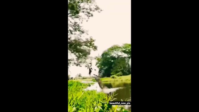 شکار تمساح توسط  پلنگ | ویدیو