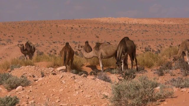 ویدیویی دیدنی از صحرا و کویر دبی | فیلم پهپاد از کویرگردی