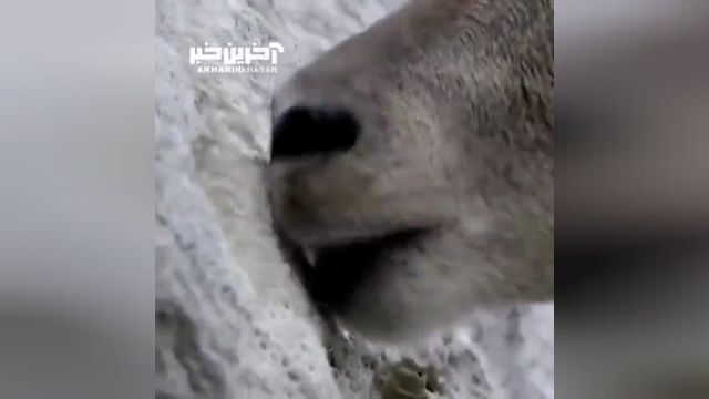 جذابیت بی‌نظیر دیدن بزهایی که از دیوار سدی در ایتالیا بالا می‌رود