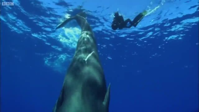 تصاویری زیبا از نهنگ را در این ویدیو مشاهده می کنید!