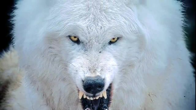 تصاویر دیدنی از کشته شدن سگ های محافظ توسط گرگ ها