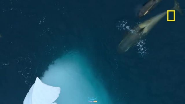کشف اولین تصاویر از یک رفتار نادر در نهنگ قاتل