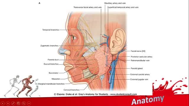 اعصاب صورت (Facial Nerves) | آموزش جامع علوم تشریح آناتومی سر و گردن | جلسه چهاردهم