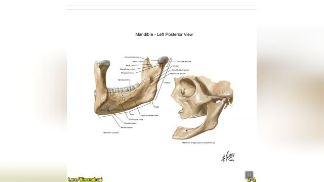 وبینار استخوان شناسی آناتومی سر و گردن | جلسه اول (بخش 3)
