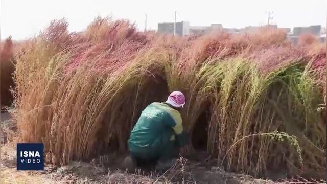 مزرعه کشت جاروی مکی در مشهد