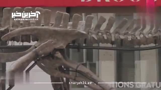 اسکلت 150 میلیون ساله دایناسور کامپتوسور در پاریس به حراج گذاشته شد