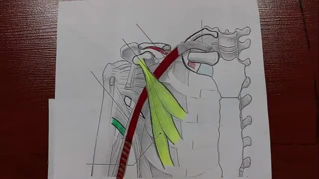 شبکه بازویی و بین دنده ای | آموزش علوم تشریح (آناتومی) اسکلتی - عضلانی | جلسه پانزدهم (2)