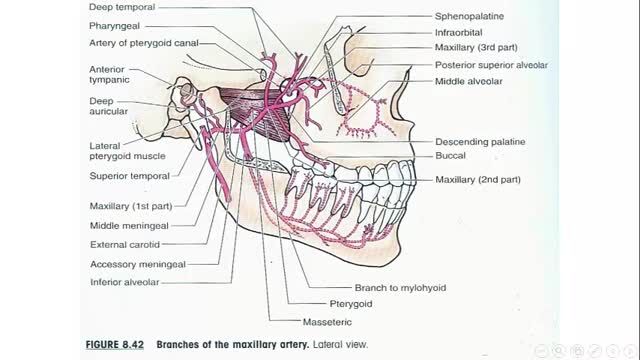 استخوان های جمجمه (Skull) | آموزش جامع علوم تشریح آناتومی سر و گردن | جلسه اول (13)
