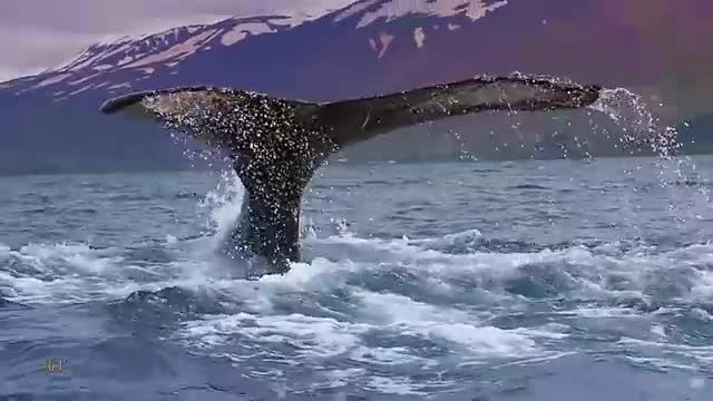 طبیعت زیبای ایسلند شگفت انگیز را در این ویدیو ببینید!