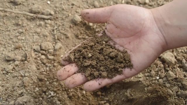 کاربرد لیکا (خاک رس منبسط شده) یا پوکه‌ صنعتی برای زهکشی خاک گلدان
