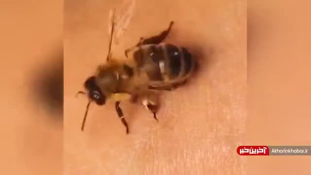 ویدیویی شگفت انگیز از لحظه نیش زدن زنبور که شما را متحیر می کند!