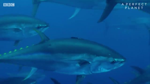 ردیابی ماهی تن آبی را در این ویدیو ببینید!