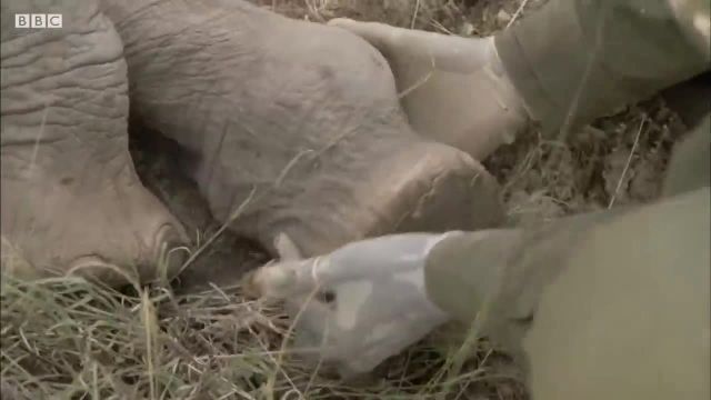 ویدیوی درمان پای شکسته بچه فیل که جالب است ببینید!