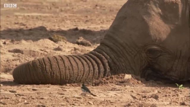 ویدیویی از بازی بچه فیل در شن که جالب است ببینید!