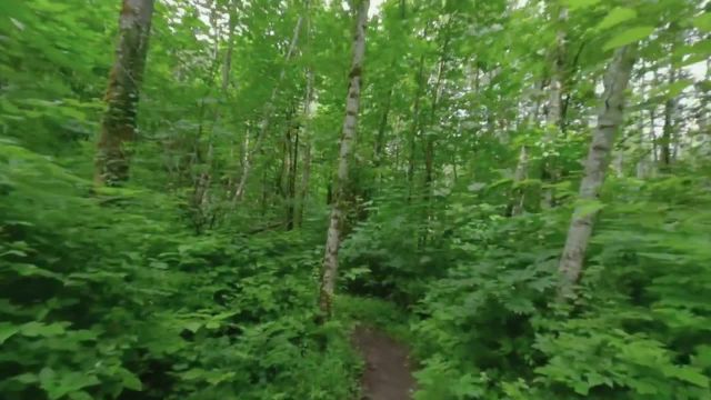 پیاده‌ روی در جنگل | آرامش مجازی با صداهای آرامش‌ بخش جنگل و آواز پرندگان | قسمت 1