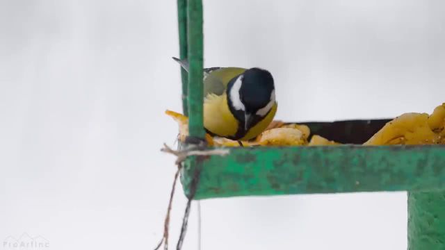 آواز پرندگان در زمستان | ویدیو آرامش در طبیعت با غوغای پرندگان