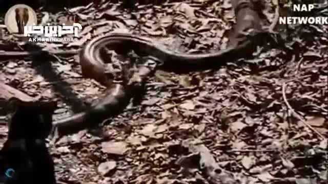ویدئویی از شکار مار آناکوندا توسط پلنگ سیاه