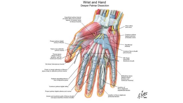 تدریس جامع و کامل آناتومی | مبحث : دست