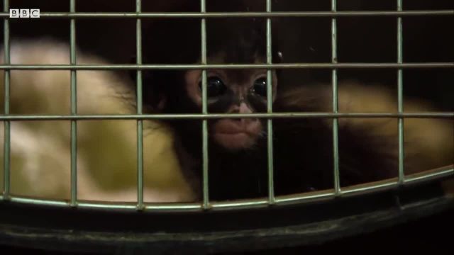 نجات بچه میمون عنکبوتی را حتما ببینید!