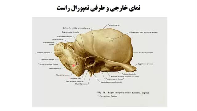 استخوان های جمجمه (Skull) | آموزش جامع علوم تشریح آناتومی سر و گردن | جلسه اول (10)