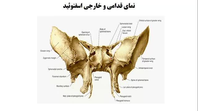 استخوان های جمجمه (Skull) | آموزش جامع علوم تشریح آناتومی سر و گردن | جلسه اول (11)