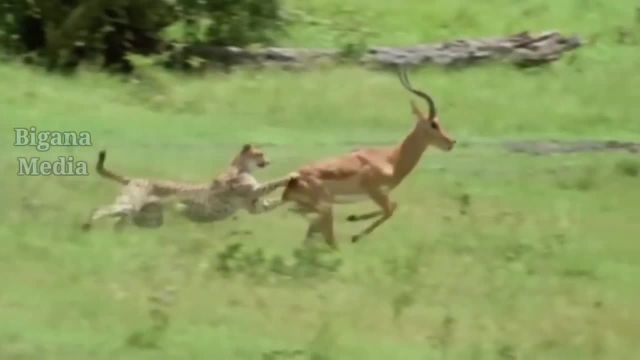 صحنه های دیدنی از حمله یوزپلنگ به سایر حیوانات در حیات وحش