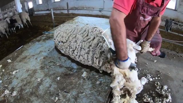 چیدن پشم گوسفند با ماشین