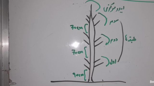آموزش حرفه ای هرس (شاخه بری) درخت سیب