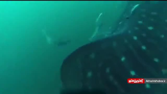 بزرگترین کوسه زنده دنیا در خلیج‌فارس | ویدیو