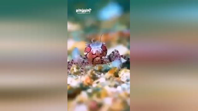 ویدئوی زیبا از لیبیا تسلاتایک خرچنگ بوکسور در دریا