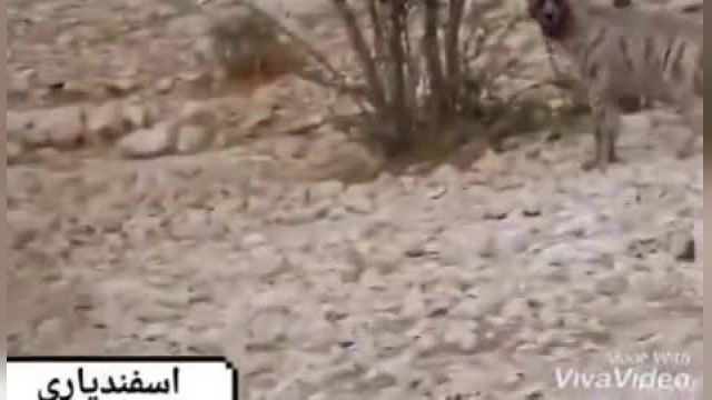 درگیری 2 قلاده کفتار در منطقه دشتستان بوشهر