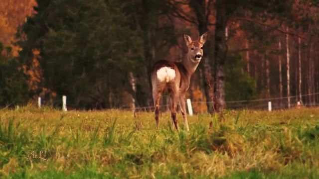 ویدیویی از طبیعت سوئد زیبا که نا کنون ندیده اید!