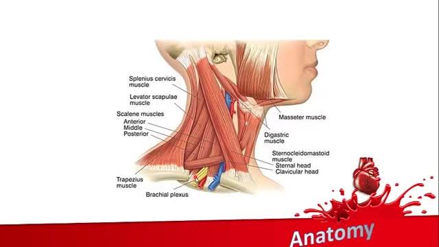 عضلات گردنی | آموزش جامع علوم تشریح آناتومی سر و گردن | جلسه هشتم