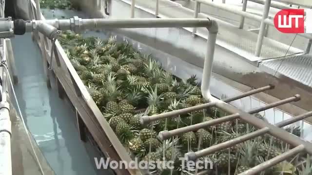 تولید آب آناناس در کارخانه از برداشت آناناس تا مصرف آب آناناس