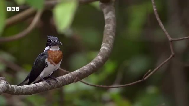ویدیویی از دنیای طبیعی آرامش بخش پرندگان که باید ببینید!