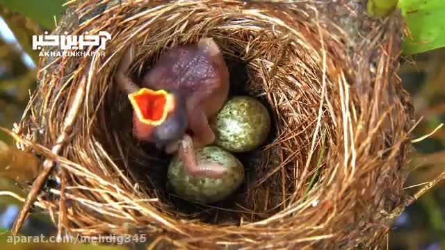 کوکو (انگل زا) پرنده‌ای که تخم خود را در لانه پرنده دیگر می‌گذارد